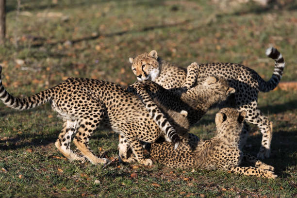 istock cheetah in savannah in kenya 1195540588