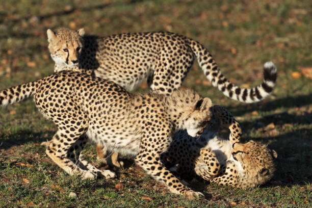 istock cheetah in savannah in kenya 1195540671