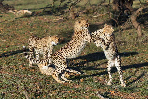 cheetah in savannah in kenya
