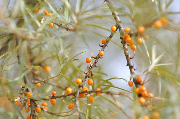 istock sea buckthorn 119554180