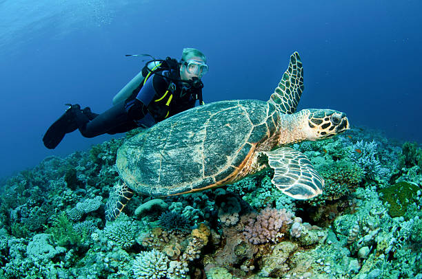 istock scuba diver swims with sea turtle 119554188