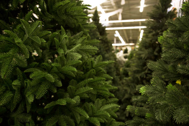 Christmas trees for sale. stock photo