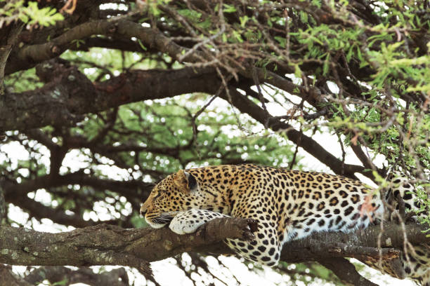 istock A leopard in savannah in kenya 1195541945
