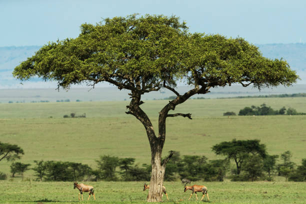 istock Group of eland in savannah 1195542262