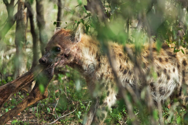 a hyena in savannah in kenya