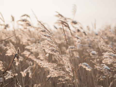 Dry grass sways in the wind in the sun in winter. Beige reed. Beautiful nature trend background. Closeup.