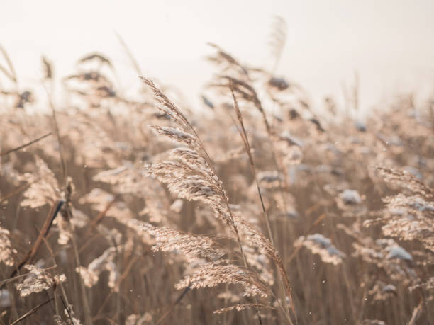 Dry grass sways in the wind in the sun in winter. Beige reed. Beautiful nature trend background. Closeup. Dry grass sways in the wind in the sun in winter. Beige reed. Beautiful nature trend background. Closeup. panicle stock pictures, royalty-free photos & images