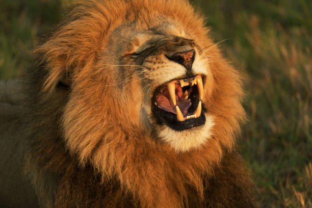 istock lion in savannah in kenya 1195543885