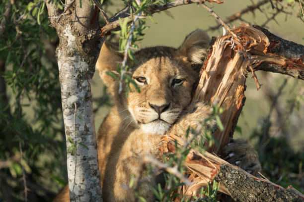 istock lion in savannah in kenya 1195543951
