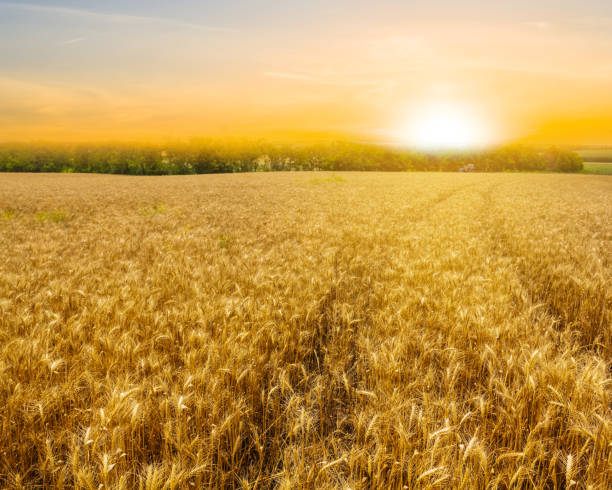 istock summer wheat field at the sunset 1195544265