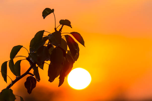 istock tree branch silhouette on a sunset background 1195544269