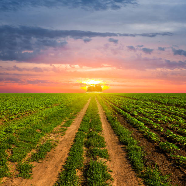 istock green summer rural field at the sunset 1195544299