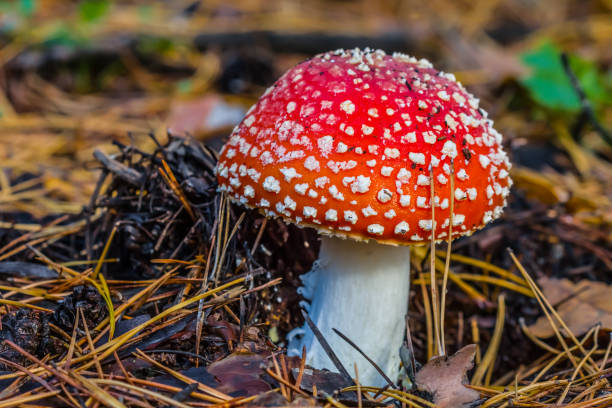istock small closeup beautiful flyagaric mushroom 1195544450