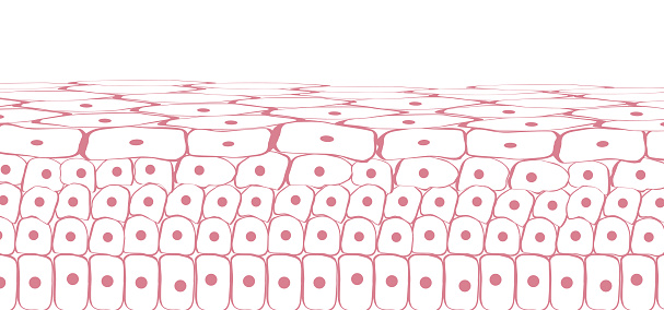 Skin tissue cells