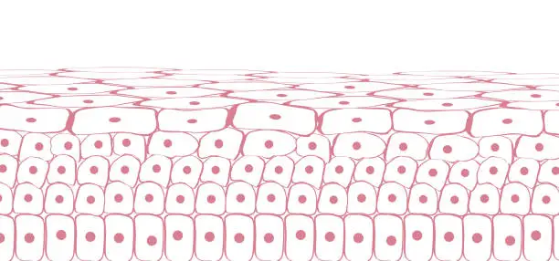 Vector illustration of Skin tissue cells