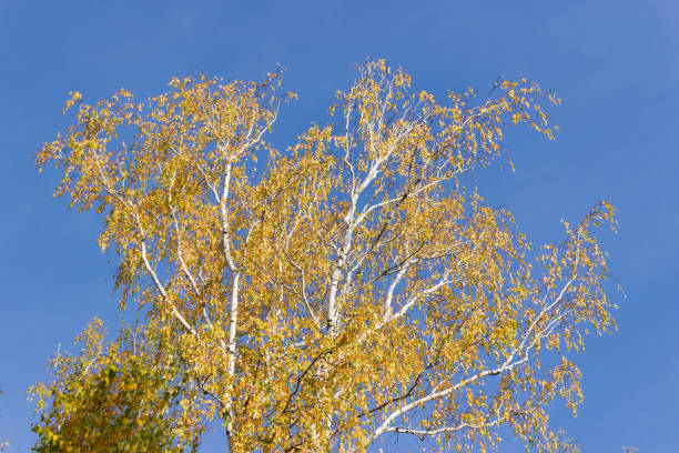 Treetop of the old birch against the sky in autumn Treetop of the old birch with autumn leaves on a background of clear sky, bottom up view, background birch gold group reviews nationwide stock pictures, royalty-free photos & images