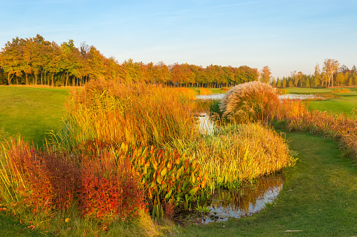 Pond overgrown with thickets of different reeds and other ornamental water grass among the meadow in autumn park at sunset