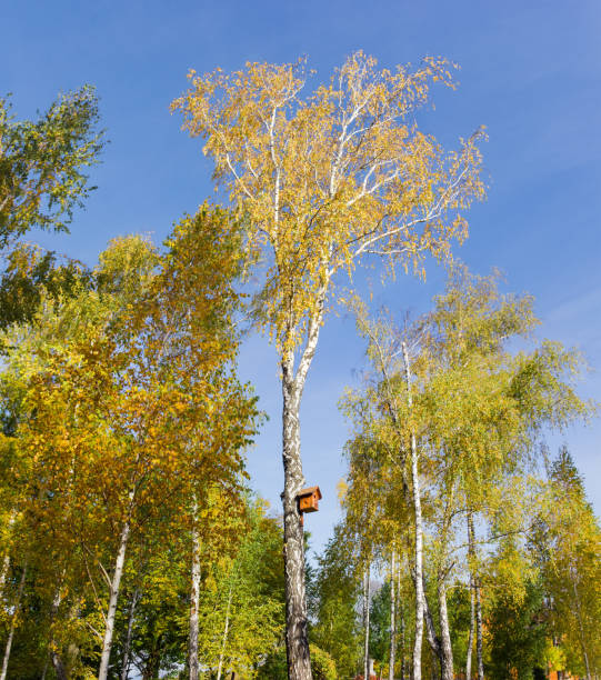 Treetop and trunk of the old birch with nesting box with autumn leaves in park on a background of other trees and clear sky, bottom up view