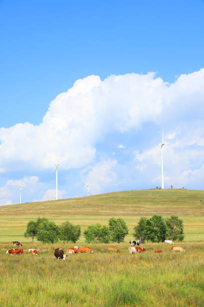 istock Cattle and wind turbines in the grassland 1195547139