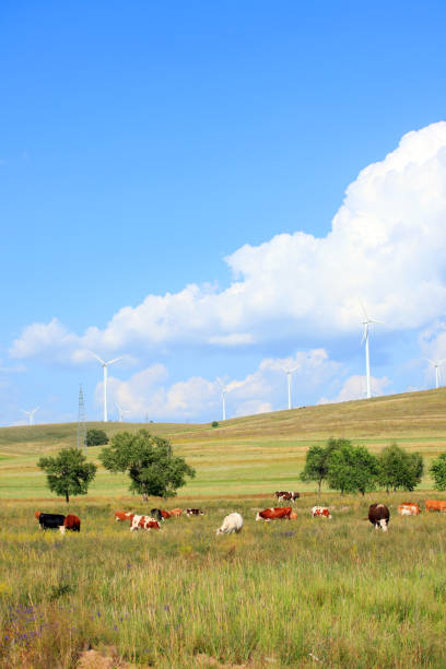 istock Cattle and wind turbines in the grassland 1195547144