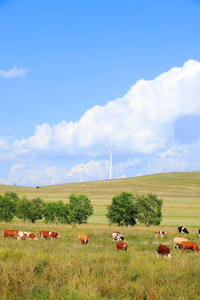istock Cattle and wind turbines in the grassland 1195547204