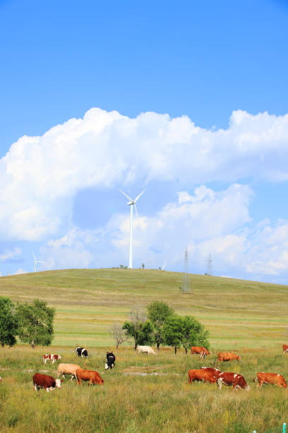 istock Cattle and wind turbines in the grassland 1195547206