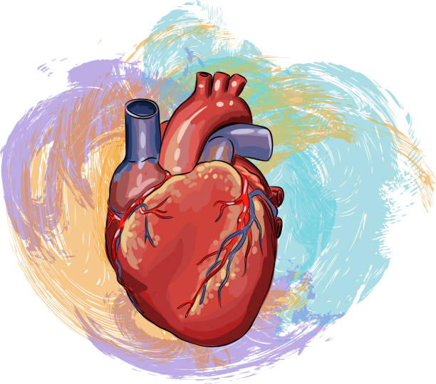 Human heart Drawing Drawing of Human heart. Elements are grouped.contains eps10 and high resolution jpeg. human heart sketch stock illustrations