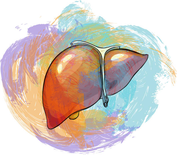 Human internal liver Drawing Drawing of Human internal liver. Elements are grouped.contains eps10 and high resolution jpeg. glycogen stock illustrations