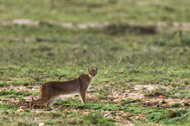 istock A caracal in savannah in kenya 1195548899