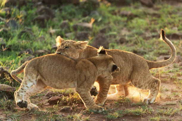 istock lions playing in savannah in kenya 1195549375