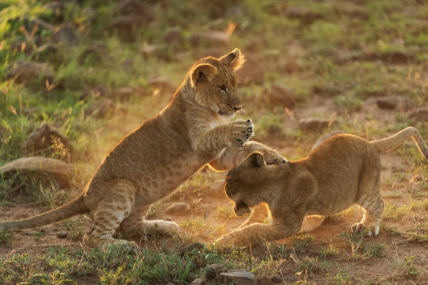 istock lions playing in savannah in kenya 1195550052