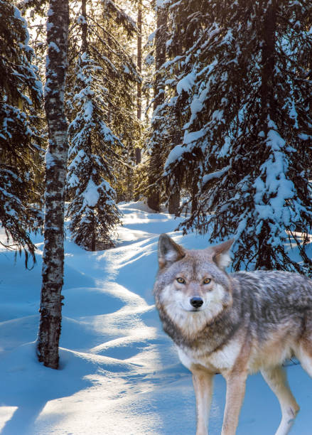 istock Gray wolf stands in the snow 1195550197