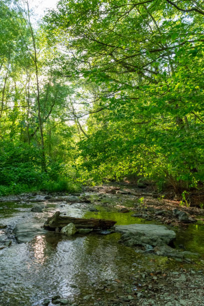 istock an forest stream in summer with rocks 1195550332