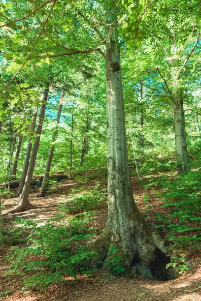 a green idyllic deciduous forest in summer