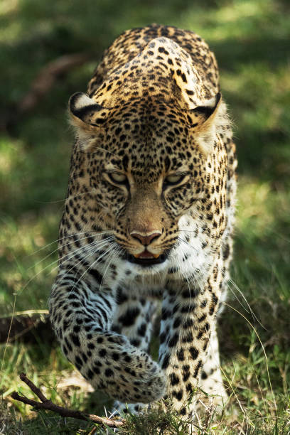 istock A leopard in savannah in kenya 1195551541
