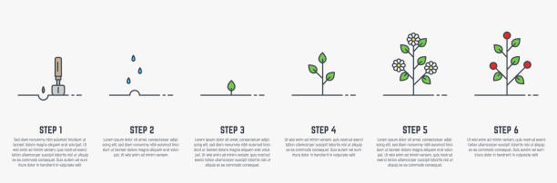 Growing stages of plant Growing plant stages. Seeds, watering step, sprout and flower, grown plant. House or outdor plant. Line style flat illustration of plant with leaves, flowers and fruit. Thin lines. Grow process. cultivated illustrations stock illustrations