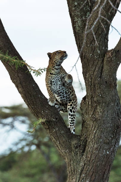 istock A leopard in savannah in kenya 1195551931
