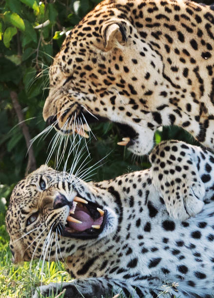 istock A leopard in savannah in kenya 1195551989