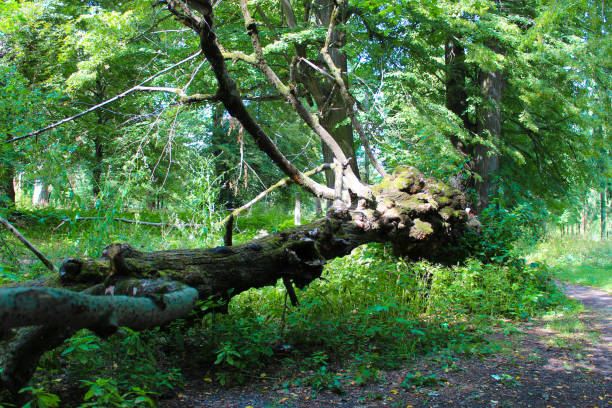 istock A fallen tree in an abandoned park near a pedestrian walkway. 1195552104