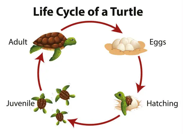 Vector illustration of Diagram showing life cycle of sea turtle