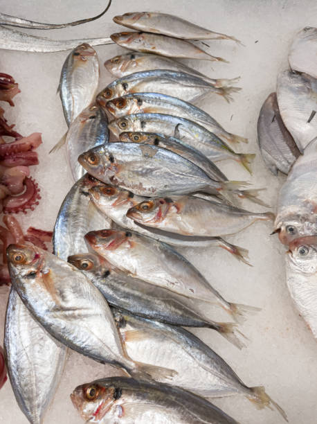 istock Fresh sea fish.Sea food background 1195553270
