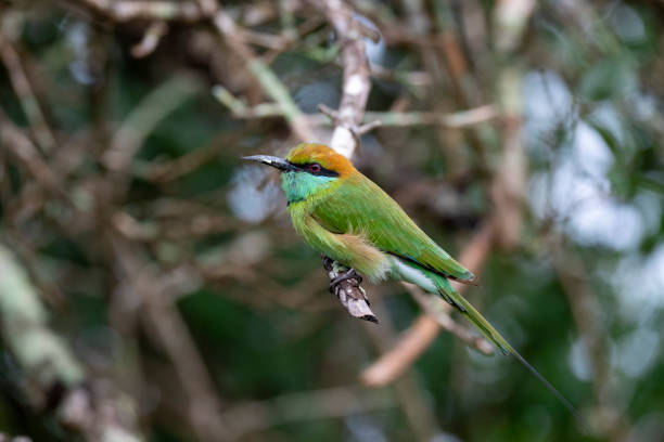 istock (little) green bee-eater (Merops orientalis); Yala National Park, Sri Lanka 1195553596
