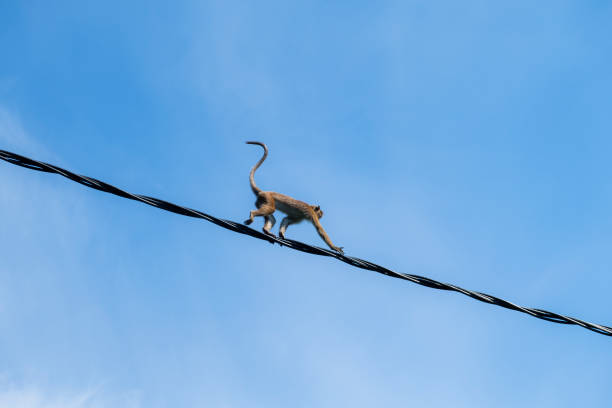 istock Macaque on a powerline in Mirissa, Sri Lanka 1195554543