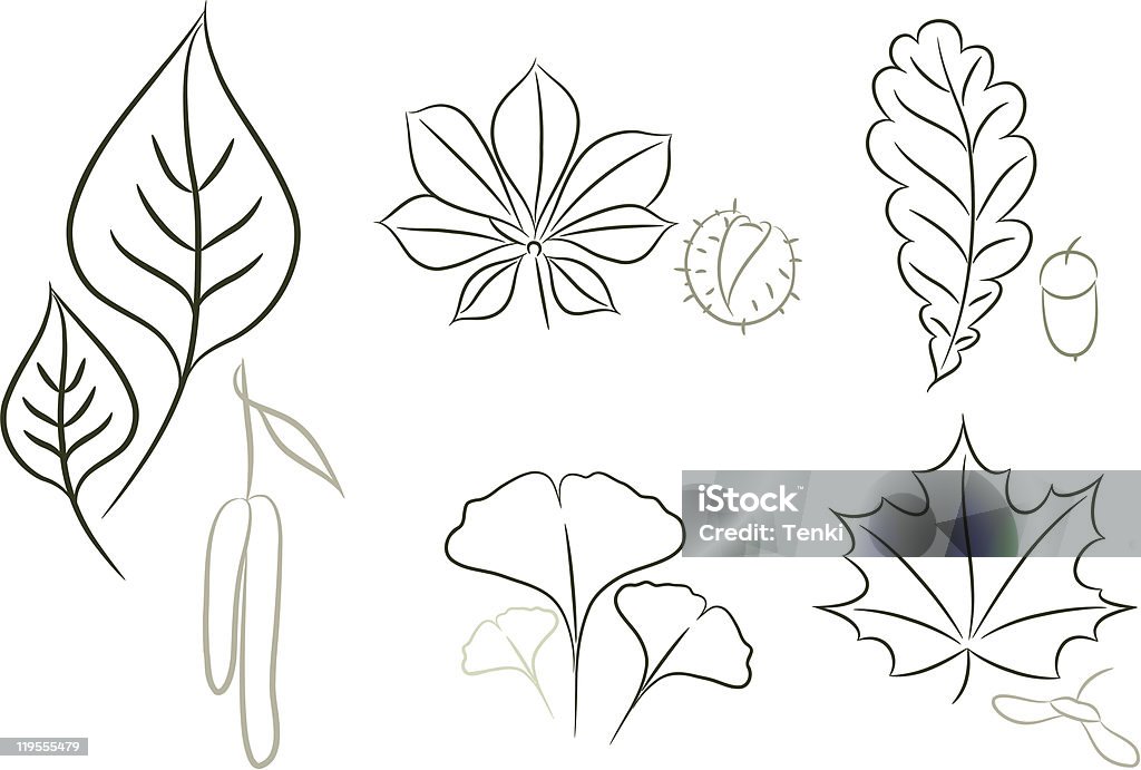 Zestaw leaf Rys - Grafika wektorowa royalty-free (Bez ludzi)