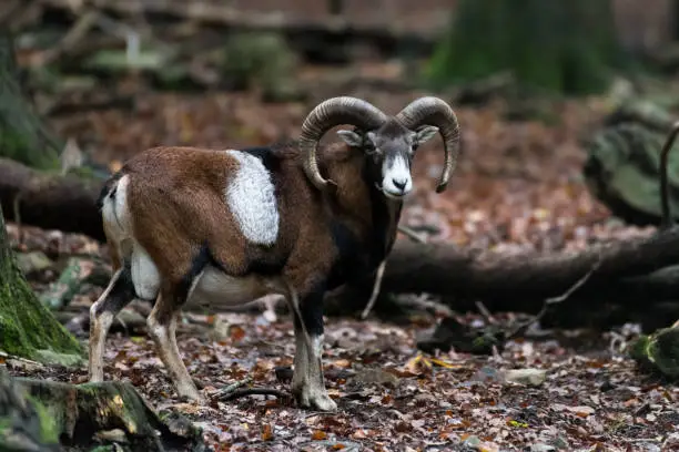 Mouflon in its own forestry habitat in the Belgian Ardennes.