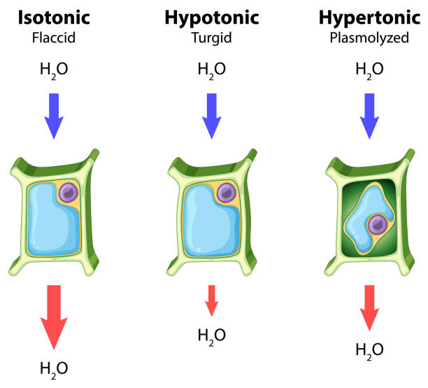 Diagram Showing Plant Cell On The Chart Stock Illustration - Download Image Now - Art, Backgrounds, Biology - iStock Diagram Showing Plant Cell On The Chart Stock Illustration - Download Image Now - Art, Backgrounds, Biology - iStock