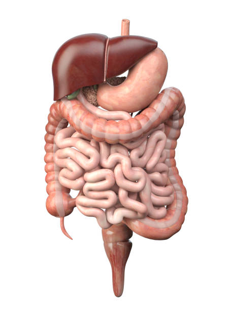 Human digestive system isolated on white background. Anatomy, internal organs Human digestive system isolated on white background. Anatomy, internal organs. 3d illustration blood and guts stock pictures, royalty-free photos & images