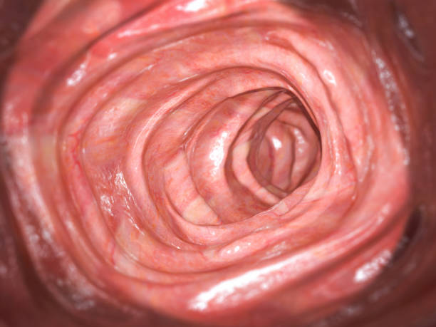 Colonoscopy. Inside of healthy colon, large intestine.Human digestive system.