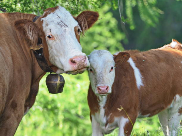 istock Cow with calf on the alpine pasture 1195559283