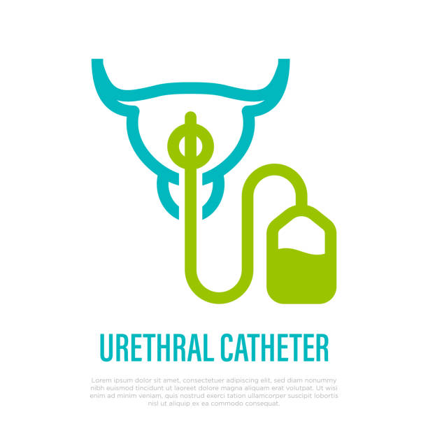 Urethral catheter inserted in urethra. Thin line icon. Medical equipment for catheterization. Vector illustration. Urethral catheter inserted in urethra. Thin line icon. Medical equipment for catheterization. Vector illustration. catheter stock illustrations